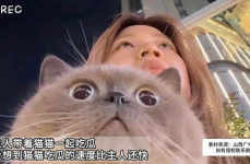 娱乐吃瓜猫原声,揭秘娱乐圈幕后故事